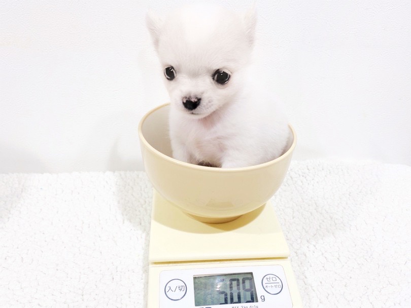 生後52日の体重は509g | チワワ （11790） - 横浜 白楽店