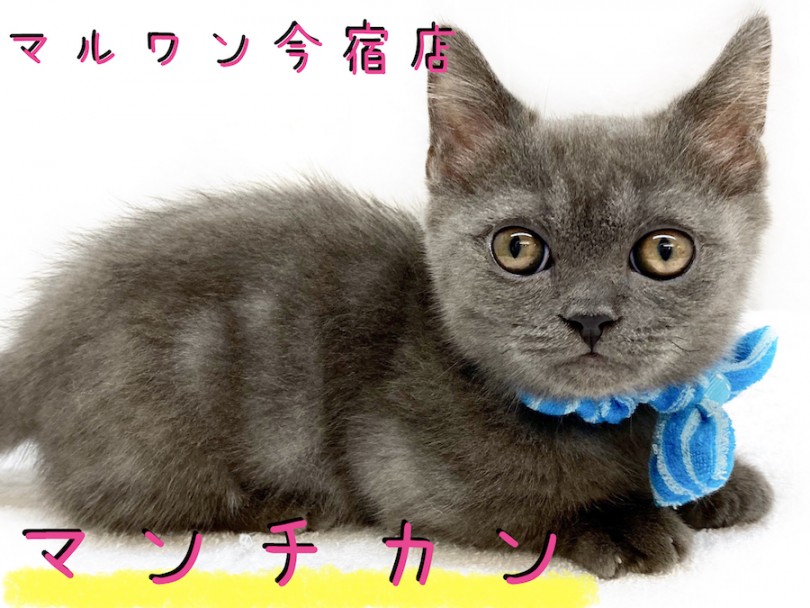 【 マンチカン 】目力バツグンの短足イケメンにゃんこ！食育・お手入れ情報も満載！