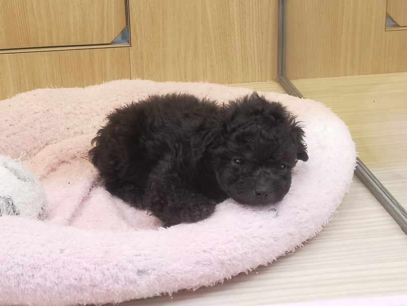 日中、お腹がいっぱいでうとうとしているティーカップちゃん♡ | ティーカップ・プードル （412942） - さいたま 武蔵浦和店