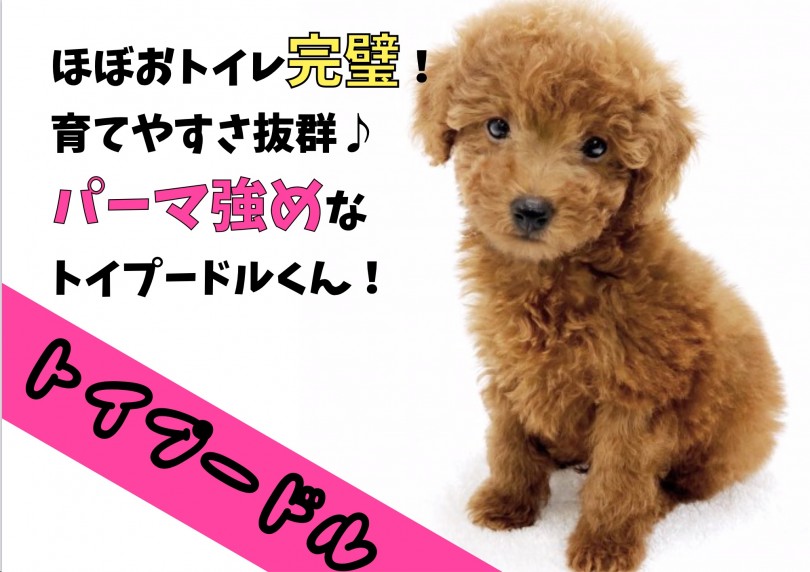 【 トイプードル 】ほぼおトイレ完璧！育てやすさ抜群なカーリー強めなトイプー！