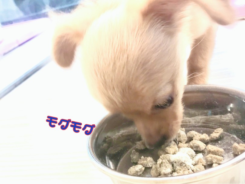 食欲旺盛 残さず食べます！ | MIX チワックス （412914） - さいたま 武蔵浦和店