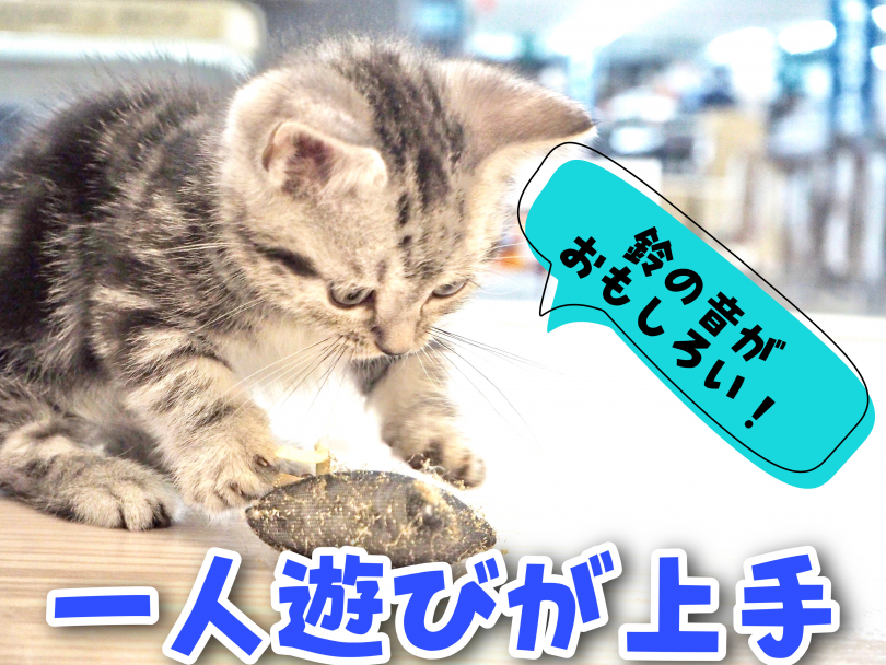 一人遊び中 | マンチカン （150133） - 東川口店