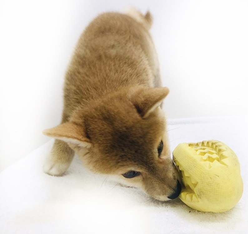 初めておもちゃをあげたときの写真 | 柴犬 （119241） - 梅島店