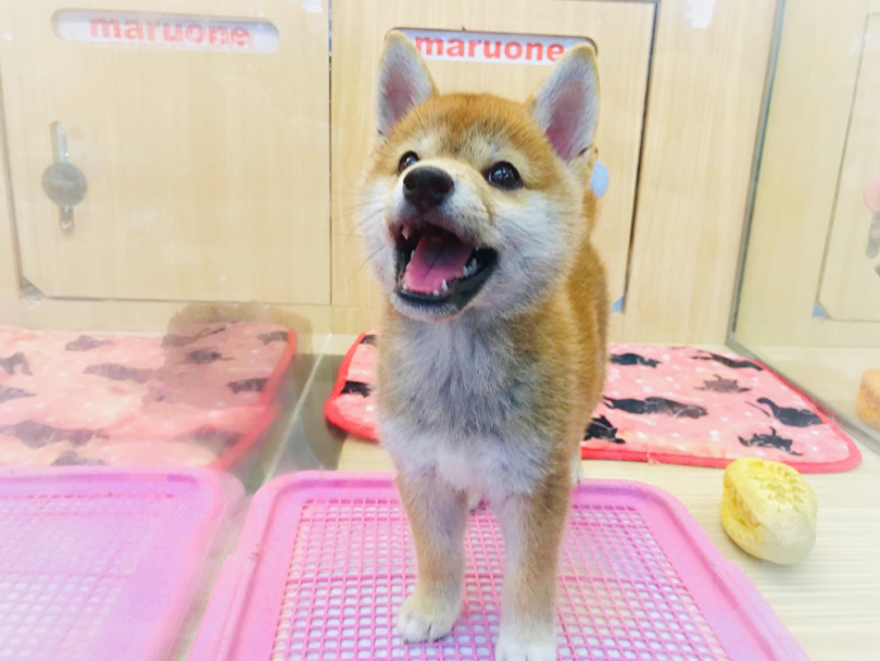 おもちゃで遊んだり走り回ったり、とにかく運動が大好き | 柴犬 （119241） - 梅島店