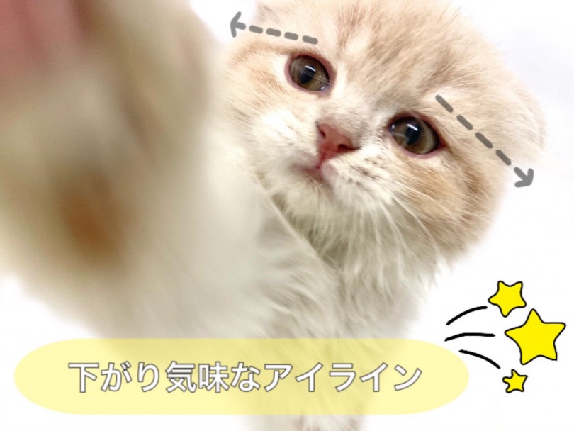 下がり気味なアイラインが優しい雰囲気 | スコティッシュフォールド （150131） - 東川口店