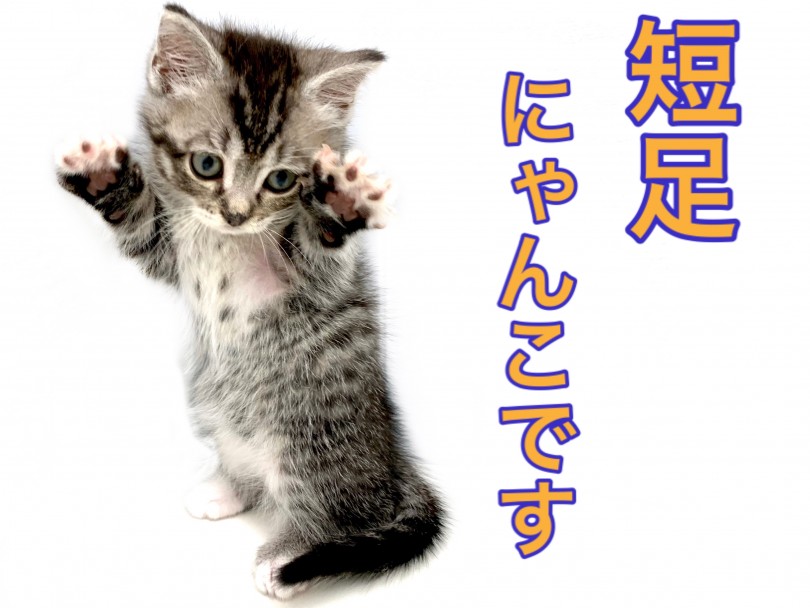 実は短足マンチカンは超レア | マンチカン （150136） - 東川口店