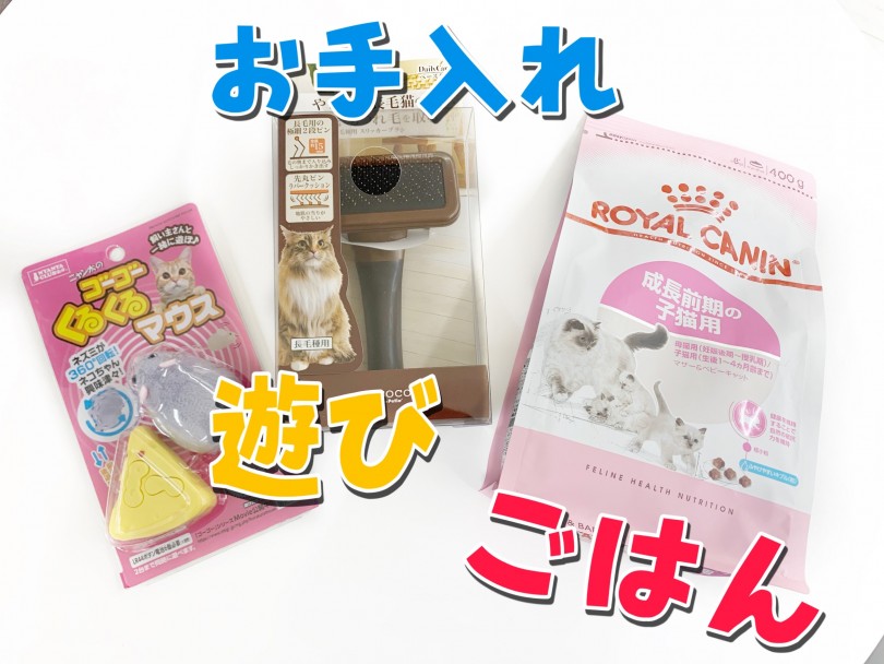 この子をお迎えするためのポイント | ヒマラヤン （150137） - 東川口店