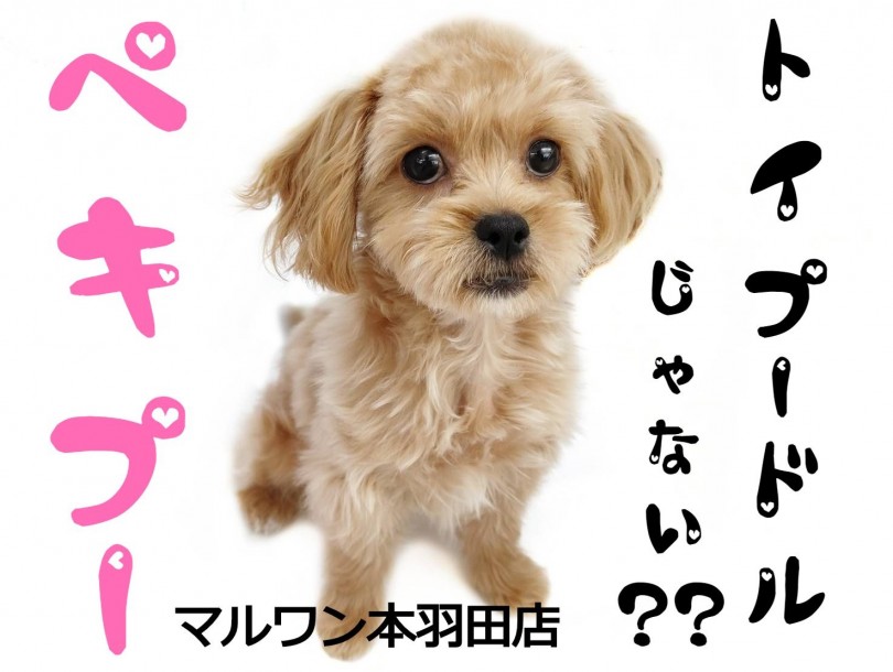 【 ペキプー 】大注目の癒し系MIX登場！トイプー×ペキニーズの魅力に迫る！