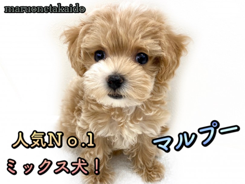 【 マルプー 】人気NO.1MIX！いい所取りのハイブリット犬！！