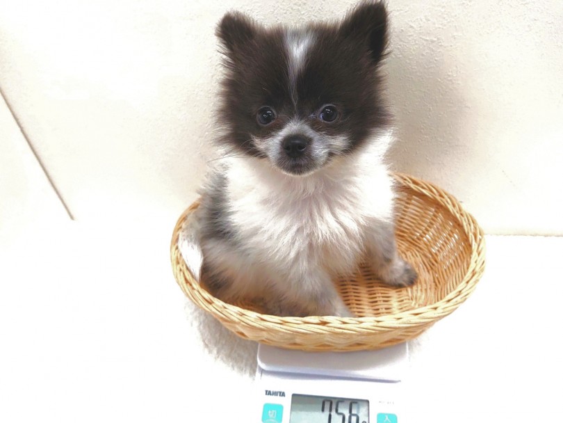 成犬時は1.5～2kg位のほんのり小さめサイズになりそう | ポメラニアン （130247） - 高井戸店