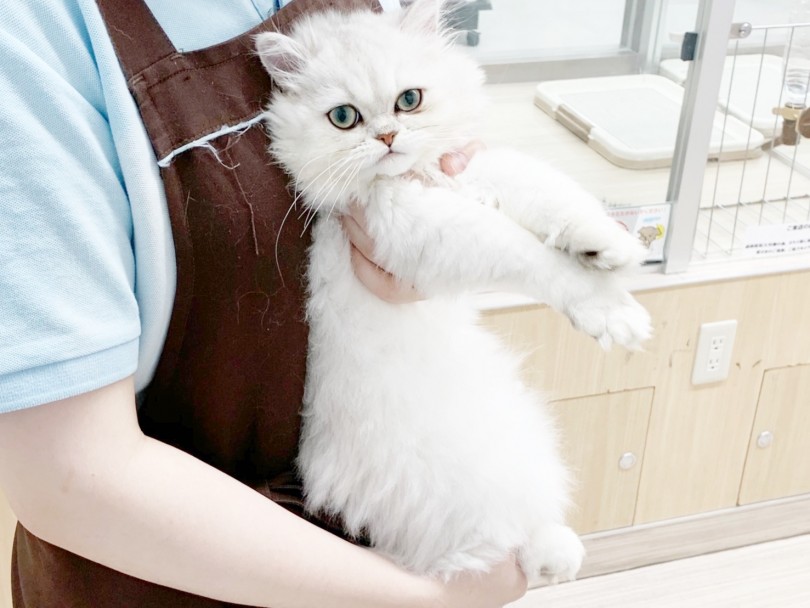 >爪を切って毛をつやつやにしたら、猫ちゃんとお風呂に | ペルシャ （014314） - 東日暮里店