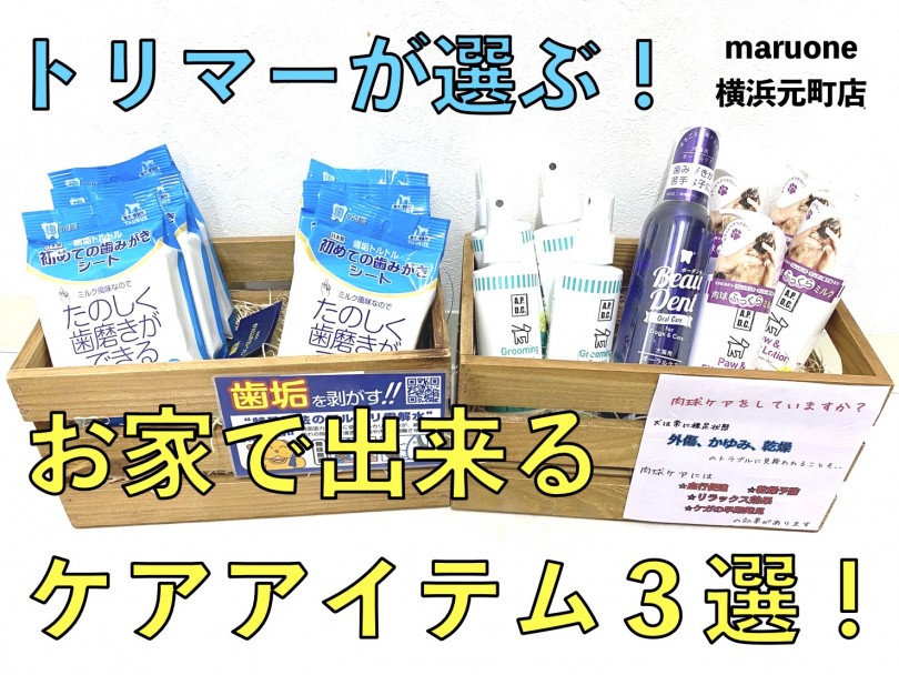 【 お家で出来るケア特集！ 】歯・被毛・肉球のケアアイテム3選のご紹介！