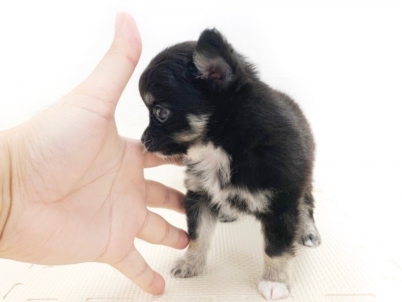 手が大きいのかチワワちゃんが小さいのかわからないくらいのサイズ感 | チワワ （814639） - 相模大塚店
