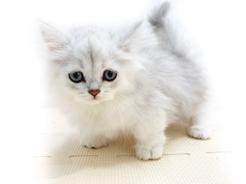 ミヌエットってどんな猫なの？ | ミヌエット （814643） - 相模大塚店
