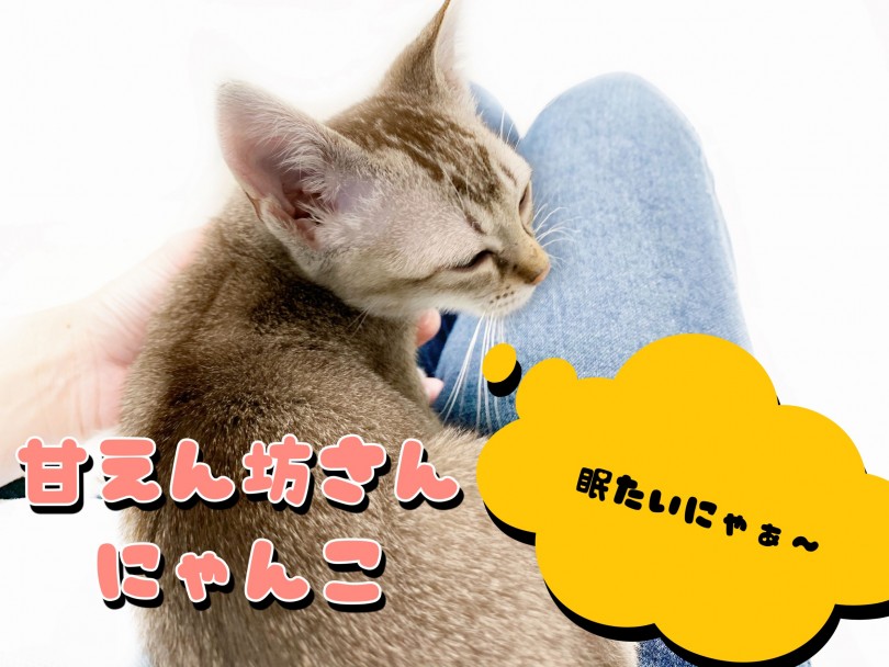 お膝の上が大好きな甘えん坊な性格 | シンガプーラ （150134） - 東川口店