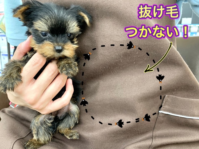  | ペット初心者必見！飼いやすさ重視のオススメ犬種ランキング！ - 東川口店