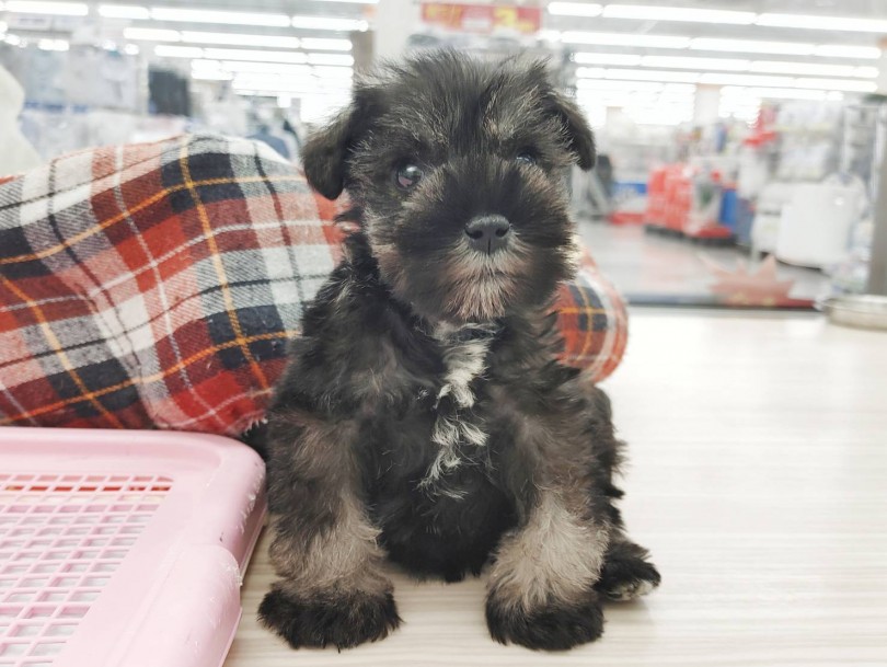 被毛が抜けにくい犬種なので、可愛いカットが楽しめる | ミニチュア・シュナウザー （512695） - 本羽田店