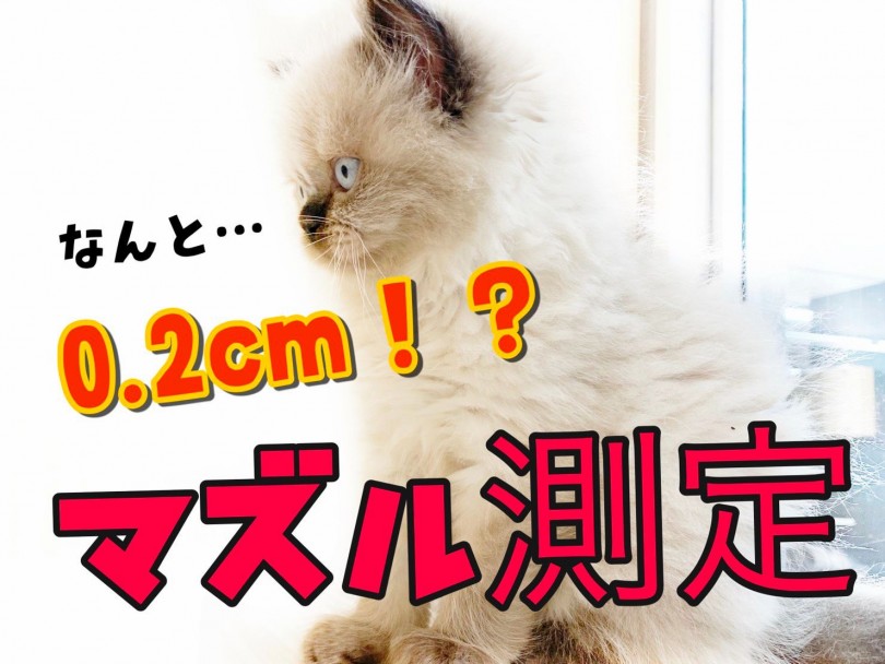 お顔立ちはドールフェイス寄り | ヒマラヤン （150137） - 東川口店