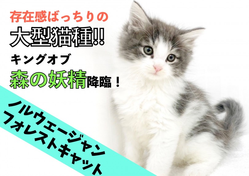 【 ノルウェージャン 】存在感ばっちり！！大型猫種のキングオブ森の妖精降臨！