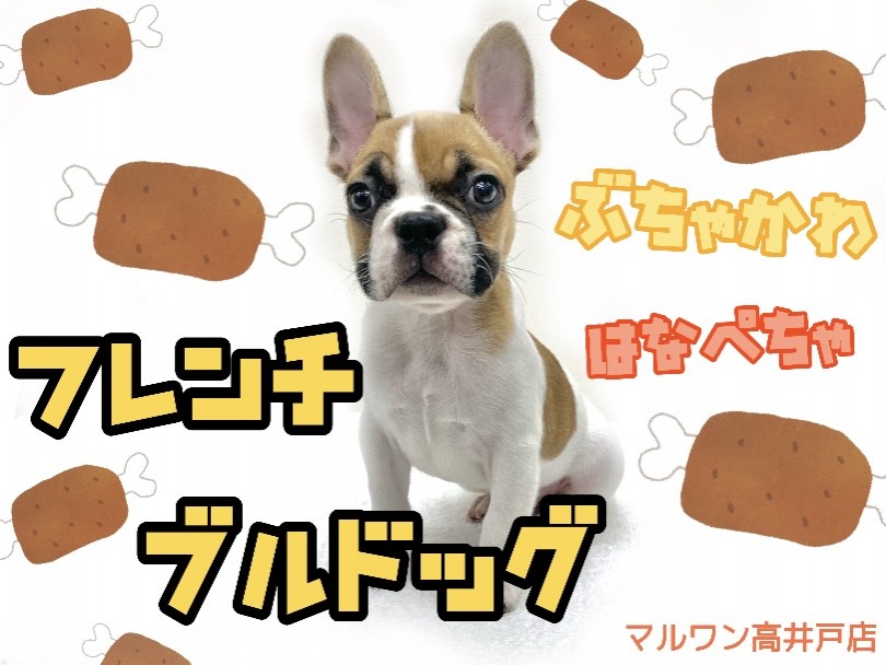 【 フレンチブルドック 】超レアカラー！二度見必須のハニーパイド？！