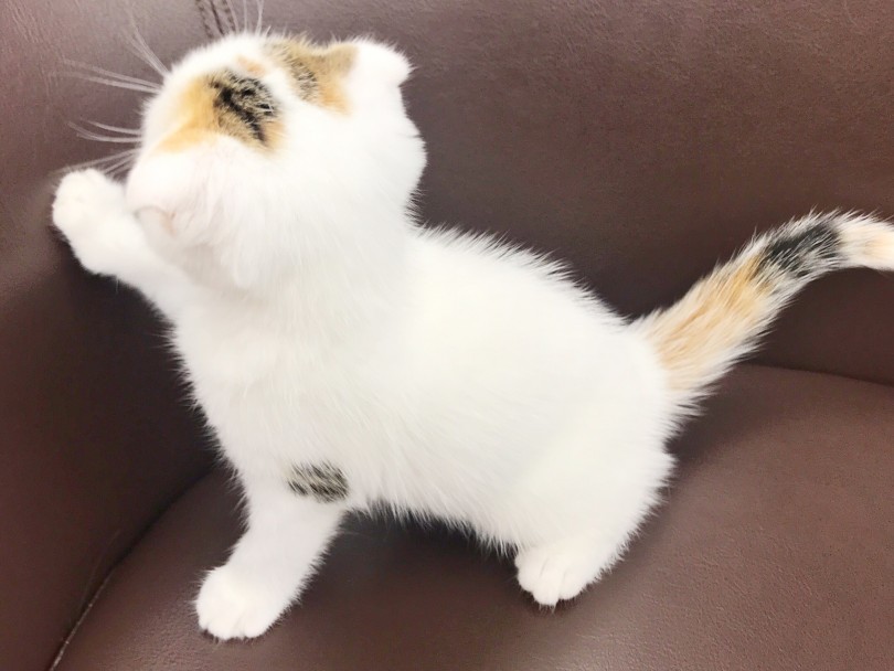 これぞ個性派キャリコカラー！！ | スコティッシュフォールド （914606） - 志村坂下店