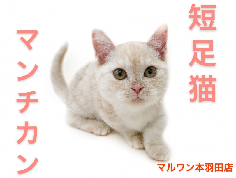 【 マンチカン 】キュートな短足が魅力！その可愛さをたっぷりお届けします！