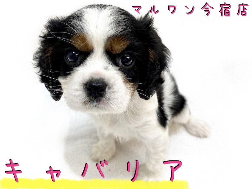 【 キャバリア 】飼い易さNO1犬種！奇跡のブレナムスポットを持つお姫さま！
