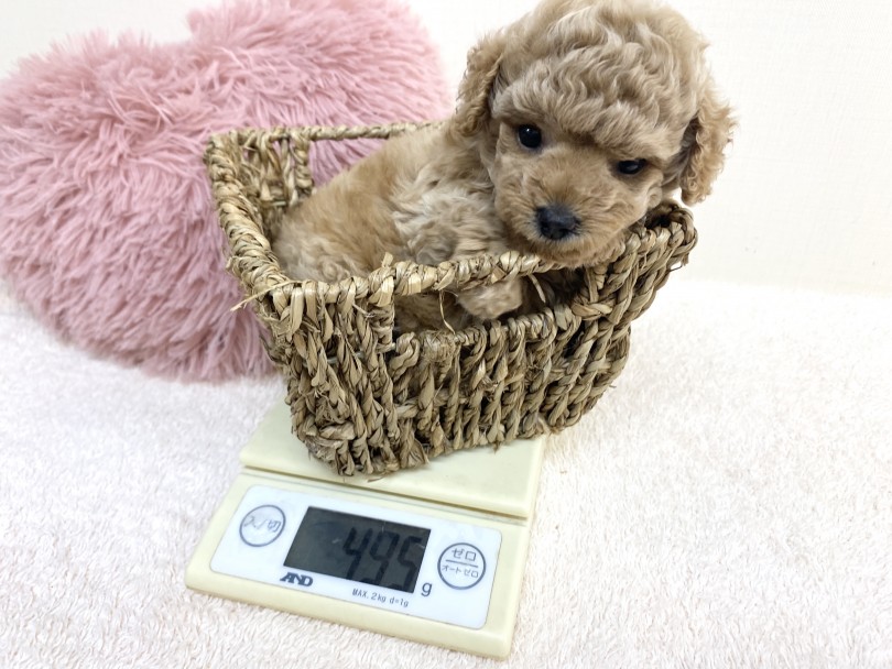 小さめサイズに成長中のトイ・プードルちゃん | トイ・プードル （6130979） - 大倉山店