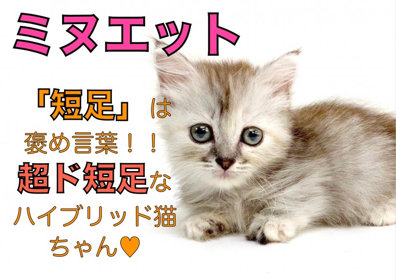 【 ミヌエット 】短足は褒め言葉！！超ド短足なハイブリッド猫のミヌエット！
