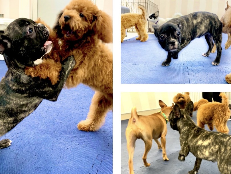 他のワンちゃんとじゃれ合って、手加減を覚えていきます！ | フレンチブルドッグ （150104） - 東川口店