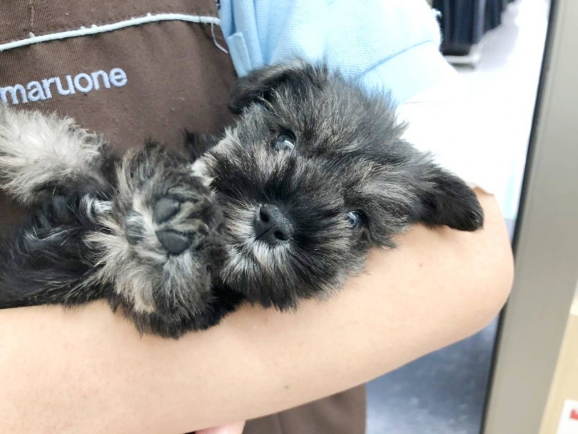 穏やかな性格のこの子なら初めて子犬を迎える方でも安心です | ミニチュア・シュナウザー （512695） - 本羽田店