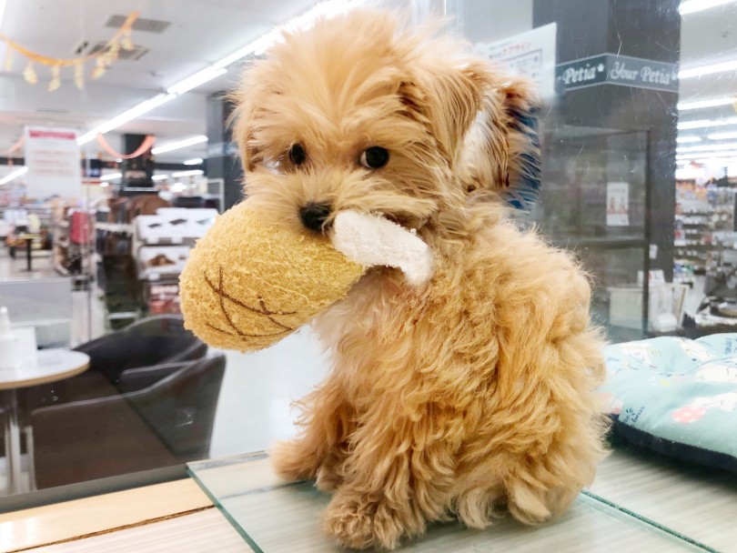 好奇心旺盛！一緒に遊びたい子NO.1！！ | MIX マルプー （914598） - 志村坂下店