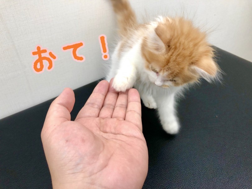 大型猫に属するサイベリアンは性格は大人しく落ち着きがあり頭も良い | サイベリアン （512692） - 本羽田店