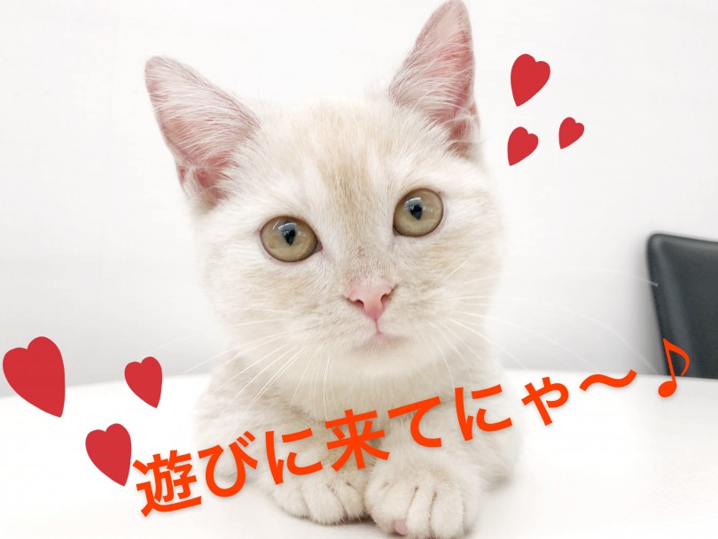 ご相談ご質問等なんでもご相談ください♪ | マンチカン （512681） - 本羽田店