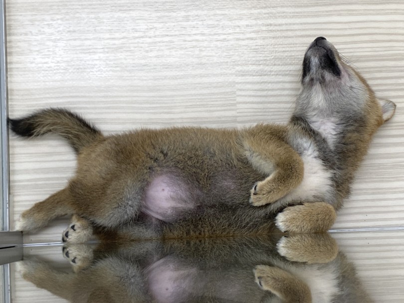 気になった方はぜひ1度鶴見店へお越しください♪ | 柴犬 （713747） - 鶴見店