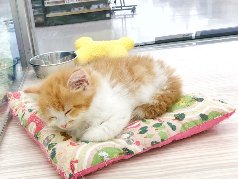 天使の寝顔に癒されちゃう！ | サイベリアン （512692） - 本羽田店