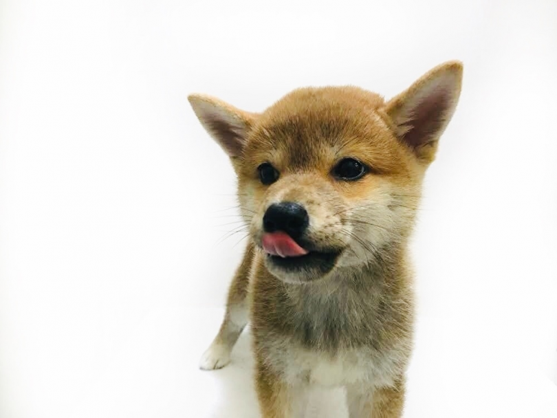 運動が大好き 柴ちゃんのパーソナルデータ | 柴犬 （119241） - 梅島店