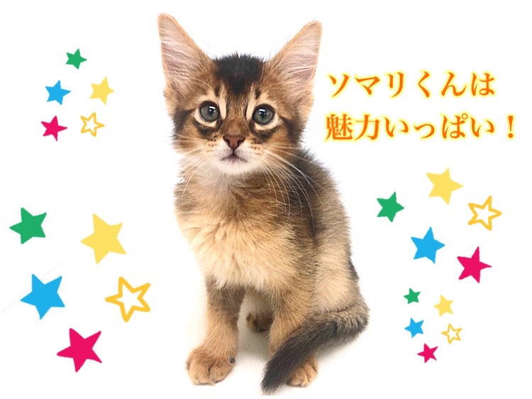 被毛も注目していただきたいポイント | ソマリ （150132） - 東川口店