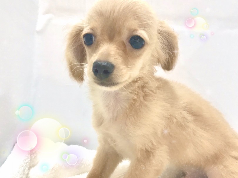 MIX犬の中でも1・2位を争う人気犬種 | MIX チワックス （412914） - さいたま 武蔵浦和店
