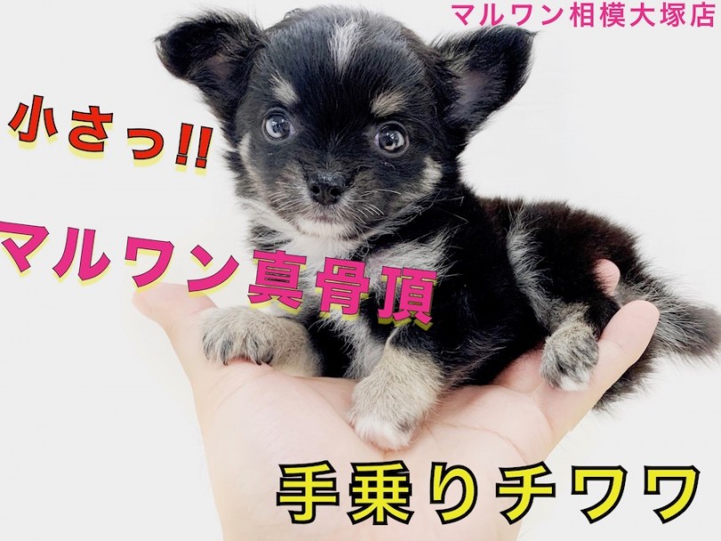 【 チワワ 】小さい体を精一杯使って遊ぶ姿がたまらなく可愛いワンコ登場！