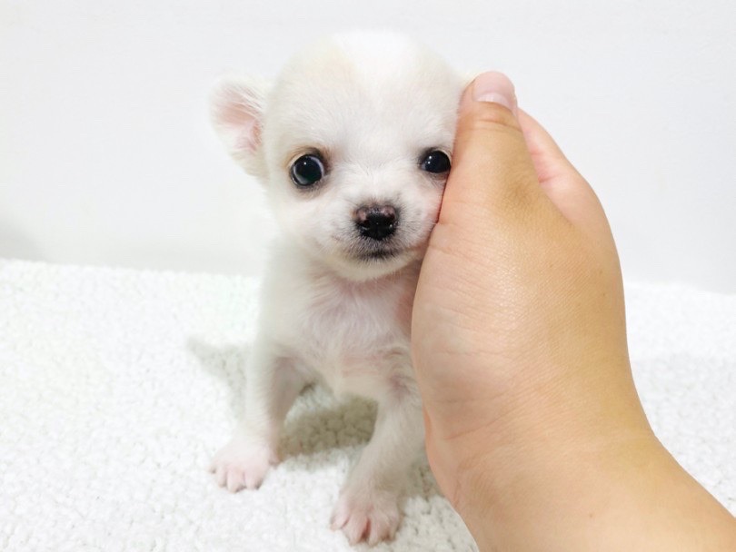 頭をイイコイイコしようとすると自らペタンとくっついてくるチワワちゃん♡ | チワワ （11790） - 横浜 白楽店