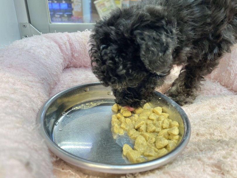 ご飯大好き‼︎成犬になっても小さめなトイプーちゃん | トイ・プードル (116502) - 下丸子店