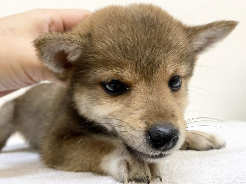控えめに言っても天使レベルの可愛さの柴犬ちゃん | 柴犬 （6130976） - 大倉山店
