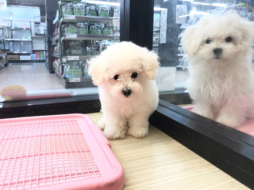 ビションちゃんのお部屋からハイチーズ！ | ビションフリーゼ （119245） - 梅島店