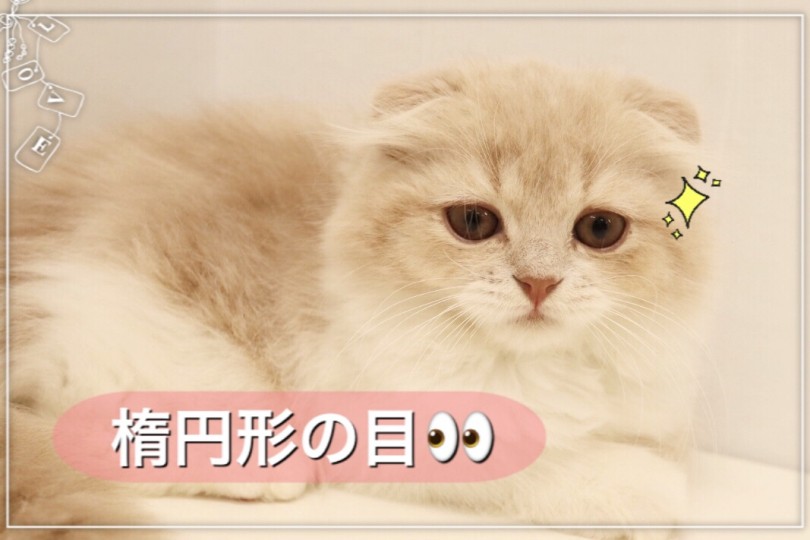 楕円形なおめめ | スコティッシュフォールド （150131） - 東川口店