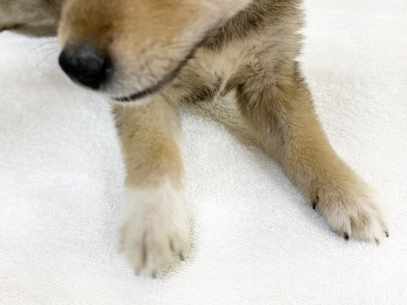 胸元にもツキノワグマの様な白い模様があり個性的 | 柴犬 （6130976） - 大倉山店