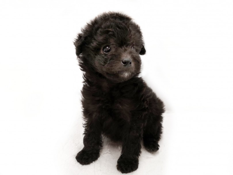 可愛さ、飼いやすさ、人気、全て兼ね備えたティーカッププードルちゃん♡ | ティーカップ・プードル （412942） - さいたま 武蔵浦和店