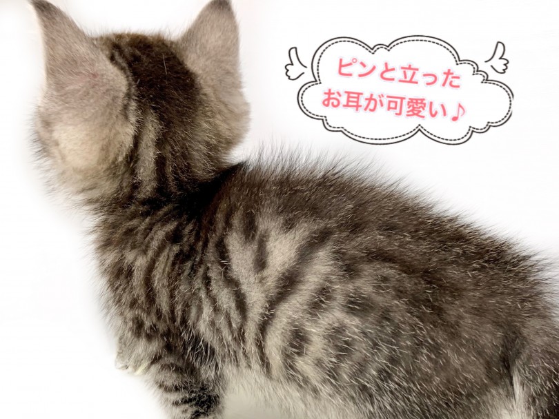 愛嬌満載の短足ボディとスッキリと整ったお顔のギャップがもうたまりません♡ | マンチカン （150136） - 東川口店