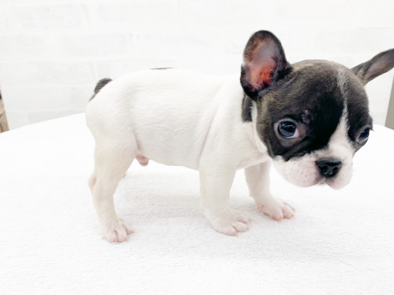 パイドの魅力は、同じ犬種でも全く同じ柄がいない！ | フレンチブルドッグ （014341） - 東日暮里店