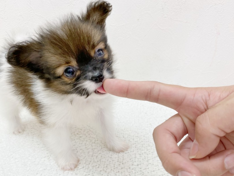 パピヨンってどんなわんちゃん？チワワとの違いは？？ | パピヨン （116503） - 下丸子店